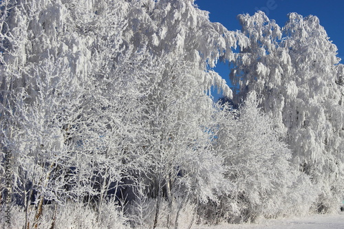 Beautiful white frosted branches on snow covered trees, scenery winter landscape on blue sky background