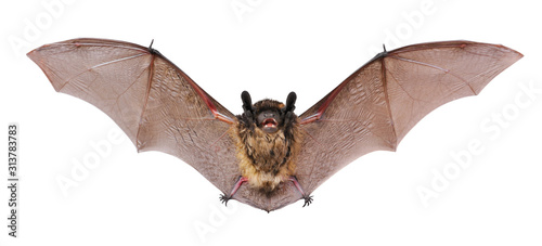 Animal little brown bat flying. Isolated on white.