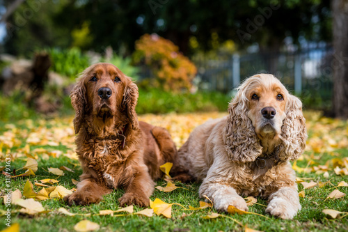 cocker spaniel