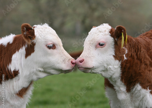 Hereford claves nose to nose