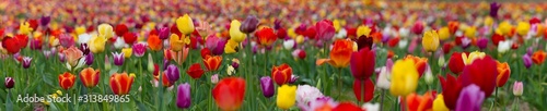 field of colorful tulips