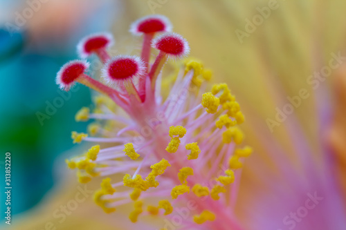 closeup of orange flower with red and yellow pollen