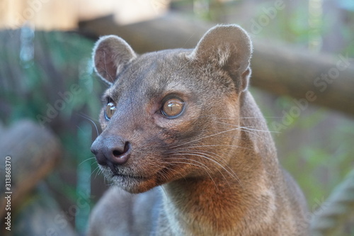 Fossa