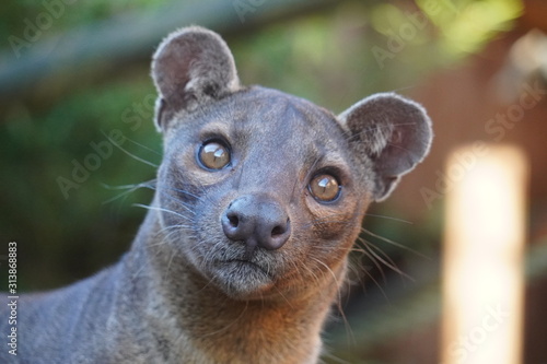 Fossa