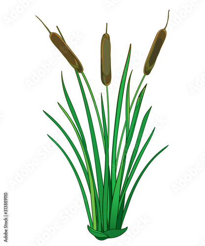 Outline Bulrush or reed or cattail or typha bunch with green leaves isolated on white background. 