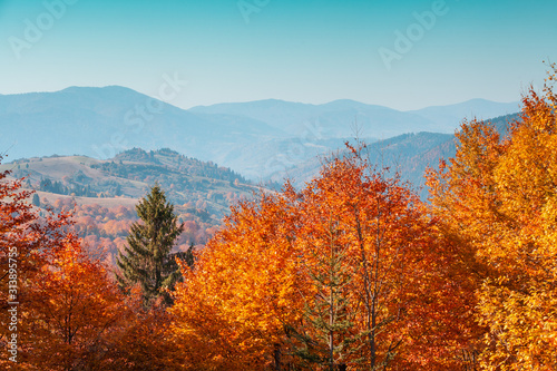 Autumn in the mountains. View of the mountains in autumn. Beautiful nature landscape. Carpathian mountains. Bukovel, Ukraine