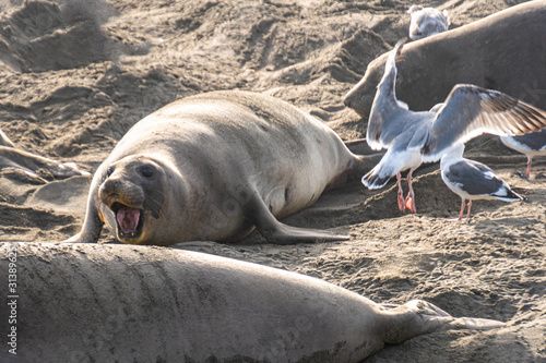 ( Mirounga angustirostris) Scene from the Northern Elephant Seal rookery at Piedras Blancas, Central Coast California