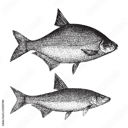 Common bream - Abramis brama (above) and vimba bream - Vimba vimba (under) / vintage illustration from Brockhaus Konversations Lexikon 1908