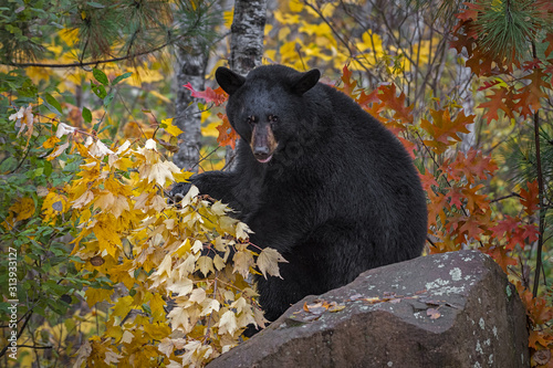 Black Bear (Ursus americanus) Sits on Rock With Leaves Autumn