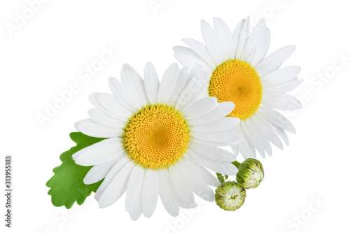 one chamomile or daisies with leaves isolated on white background