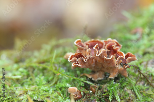 Stereum gausapatum, known as Bleeding Oak Crust, wild mushroom from Finland