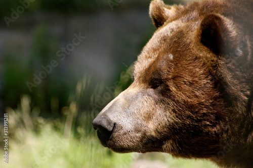 Grizzly Bear in Canada