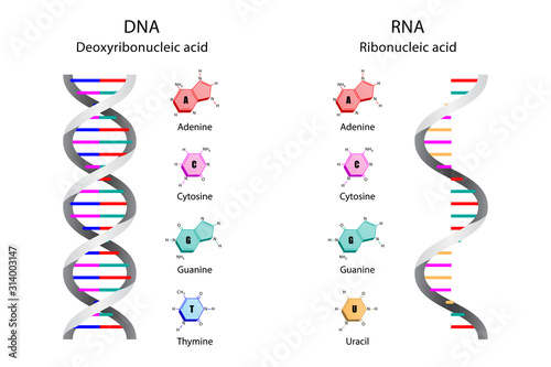 Illustration of Image poster, Differences in Structure of DNA and RNA molecules, scientific icon spiral.