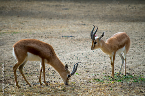 The dorcas gazelle (Gazella dorcas), also known as the ariel gazelle, is a small and common gazelle.