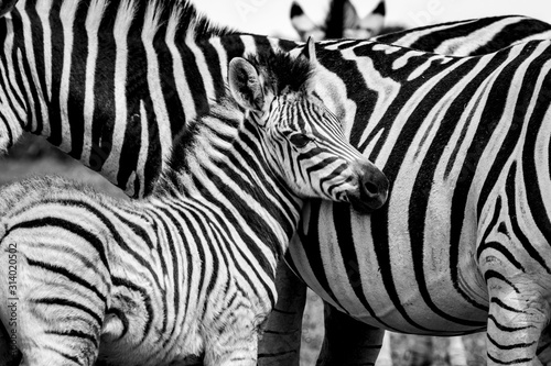 Two zebras in the Addo Elephant National Park, near Port Elizabeth, South Africa