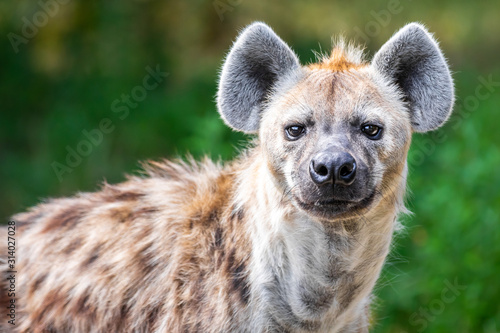 Close up of a wild hyena staring at the camera against a green bokeh background