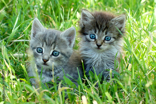 Two little striped kittens with blue eyes on green grass