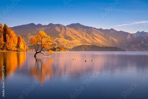 Beautiful tree inside the Lake Wanaka, New Zealand.