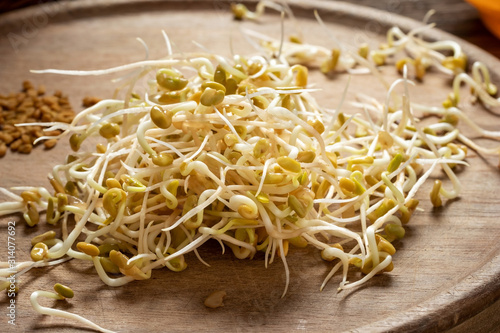 Fresh fenugreek sprouts and dry seeds in the background