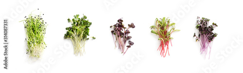 Growing kale, alfalfa, sunflower, arugula, mustard sprouts