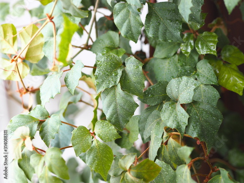 Indoor plant Cissus, in common people called birch. Against the background of the window.