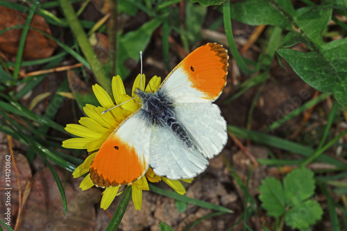 16.04.2019 DE, NRW, Leverkusen Aurorafalter Anthocharis cardamines (LINNAEUS, 1758)