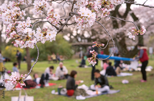 Picnic under sakura trees (Hanami) in Tokyo, Japan 東京の公園で花見をする人々