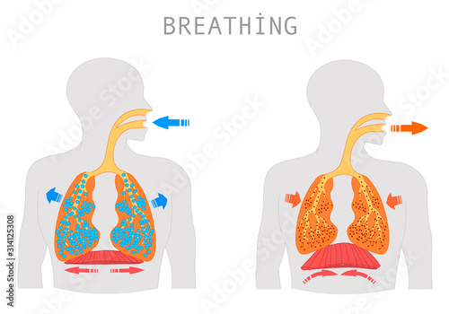 Breathing. Inhalation exhalation Operation of the Respiratory system. Fresh air inflating bronchi in lungs Discharge of polluted air from the body. Movement of the diaphragm. Medical education Vector