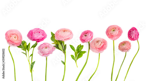 Ranunculus flower isolated on a white background. Collection af Beautiful buttercup spring flower