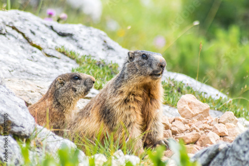Wilde marmot in Dolomites Italy