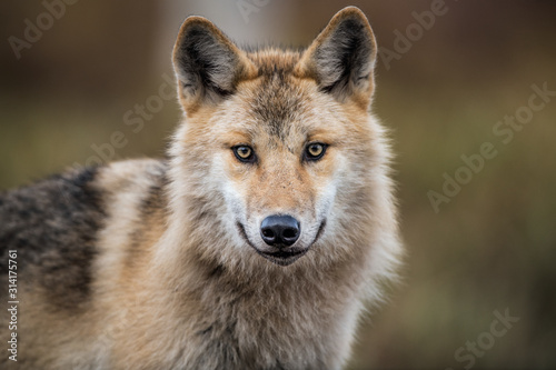 Сlose-up portrait of a wolf. Eurasian wolf, also known as the gray or grey wolf also known as Timber wolf. Scientific name: Canis lupus lupus. Natural habitat.