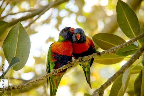 Rainbow Lorikeets Bonding