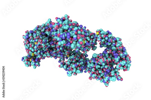 Space-filling molecular model of the insulin receptor ectodomain in complex with one insulin molecule isolated on white background. Medical background. Scientific background. 3d illustration
