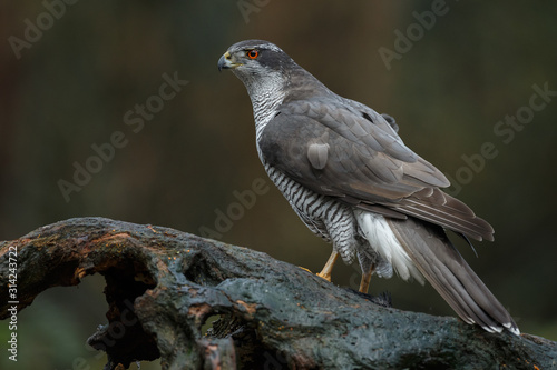 The northern goshawk in a forest with a dark background with a prey.