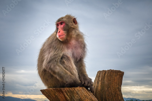 Japanese macaque on a trunk, Iwatayama monkey park, Kyoto, Japan