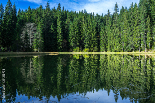 The primeval spring forest of fir-trees beamed by the sunrays and its reflection in the lake.