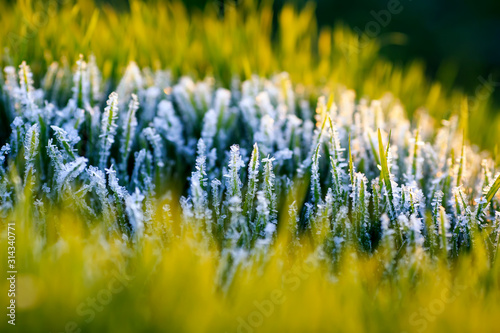 white shiny frost crystals cover the green juicy grass in the autumn garden Sunny cold morning