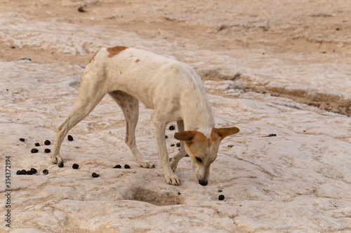  A stray dog eats camel dung. The animal's plight.