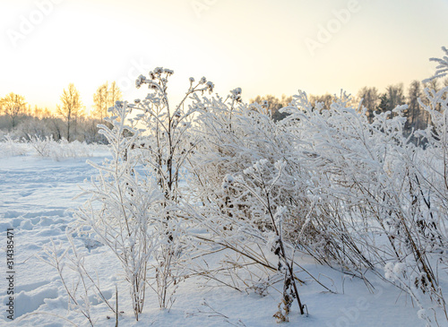 Bushes and branches in winter in the cold.Plants in snow crystals.