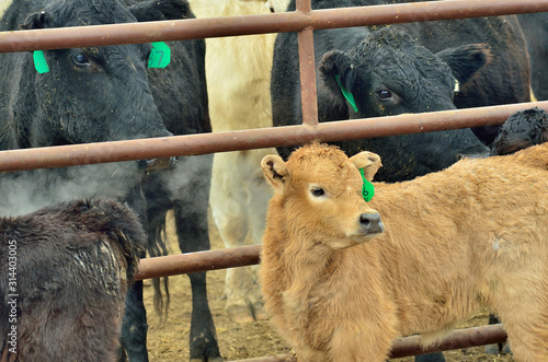 Tan calf in separate holding area during spring roundup.