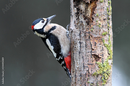 Adult male of Great spotted woodpecker photographed with the last lights of the afternoon, birds, Dendrocopos major