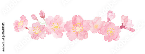 Watercolor illustration of cherry blossoms painted by hand