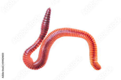 Macro shot of red worm Dendrobena, earthworm live bait for fishing isolated on white background.