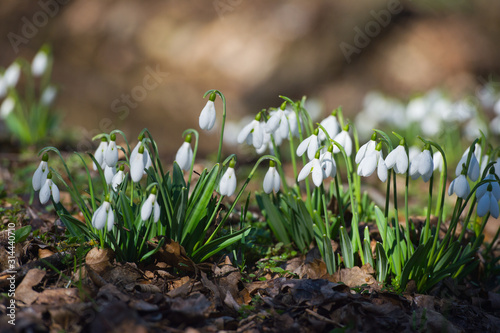 Snowdrop or common snowdrop (Galanthus nivalis) flowers.Snowdrops after the snow has melted. In the forest in the wild in spring snowdrops bloom.