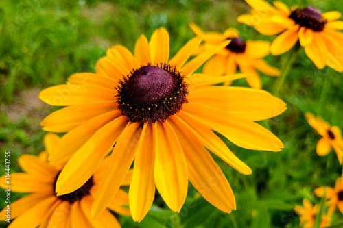 A Black-eyed Susan Rudbeckia hirta flower in the midst of a flower bed.