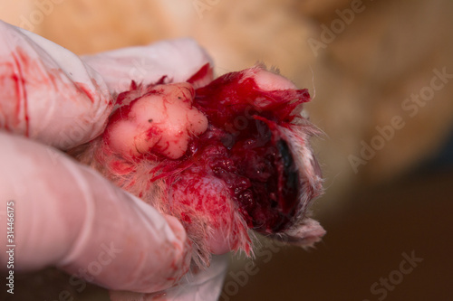 cat paw with large wound after frost-bite