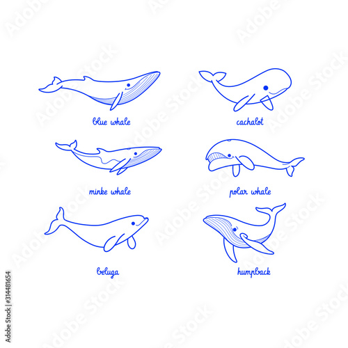 Cartoon whale sketch line icon. Different type of whale - sperm whale, blue whale, humpback whale, polar whale, beluga.