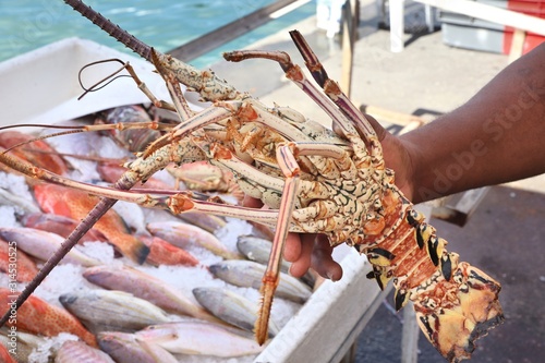 Spiny lobster langouste