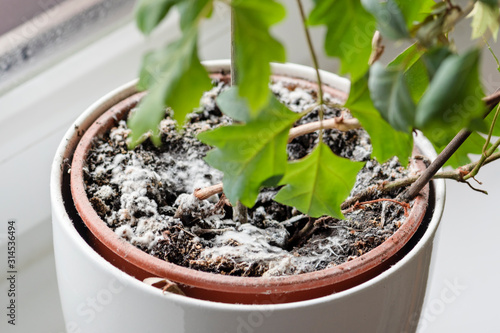 Selective focus on mould growing on a soil in the flower pot with the house plant. Young ivy plant in humid environment. Fungus disease in cissus houseplant.