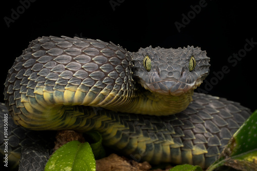 Black Bush Viper snake (Atheris squamigera) coiled to strike